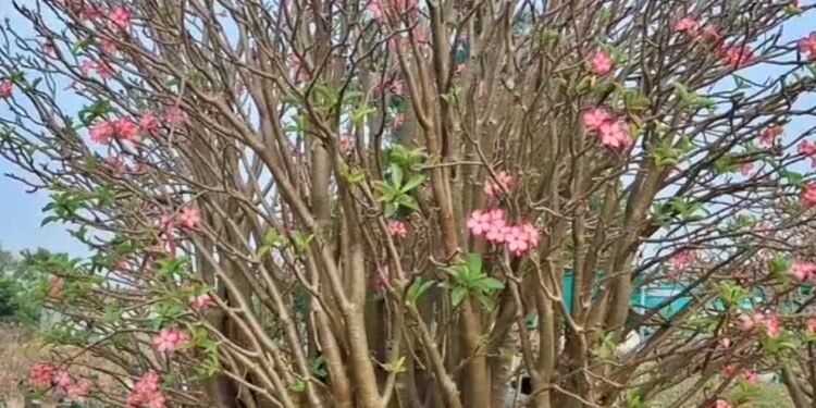 12 लाख में बिकता है यह एक पौधा, किसान जालंधर हुआ लखपति, जाने कौन सा है पौधा…