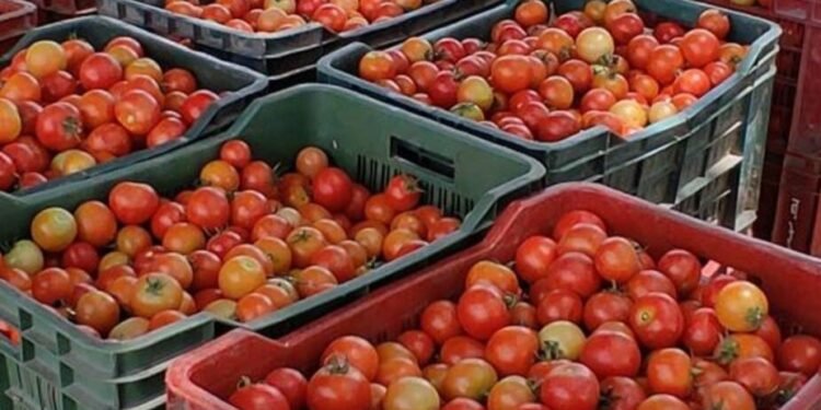 बाजार में टमाटर के भाव गिरने से किसानों को हो रहा नुकसान, नहीं निकल रही फसल की लागत…