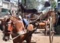 *वक़्त की जरूरत और जमाने की रफ्तार में पीछे रह गया तांगा ऑटो,मोटर-कारो से तांगे का व्यवसाय हुआ चौपट…