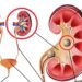 शरीर में दिखे अगर यह सात लक्षण तो हो जाएं सावधान ; दोनों किडनी खराब होने की रहती है संभावना…