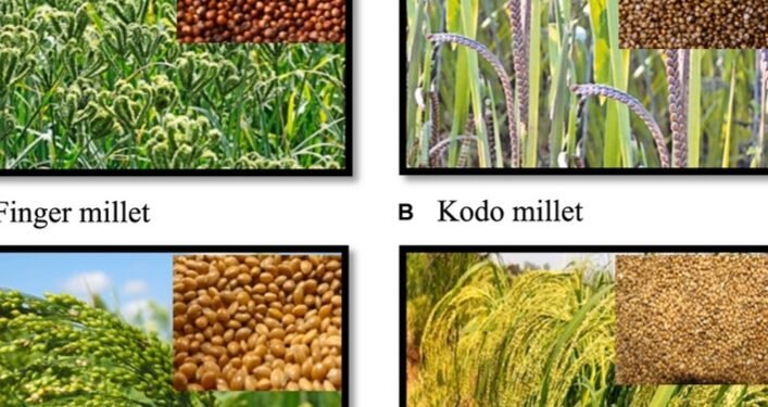 नई किस्म की फसलों से होंगे अधिक अनाज की पैदावार, जाने 10 साल में कितने प्रकार के किस्में विकसित की गई…