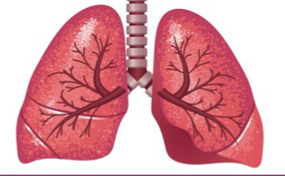 अस्वास्थ्यकर का जीवन शैली से फेफड़ों पर पड़ता है असर, इन 10 नेचुरल तरीकों से करें फेफड़ों की सफाई …