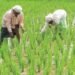 इस राज्य के किसानों की हुई मौज, 6000 की जगह सरकार देगी अब 9 हजार रुपए…
