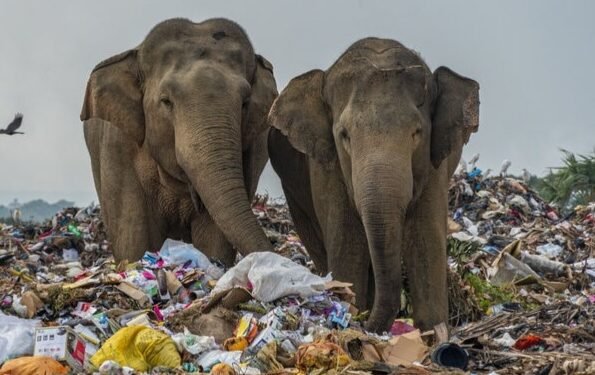 वन्य जीवों को भी प्रभावित कर रहा प्लास्टिक, जंगलों में एक नई समस्या बनी चुनौती…