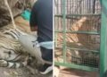 बीजापुर में बाघ का रेस्क्यू ऑपरेशन, शिकारियों पर टाइगर को निशाना बनाने का शक…