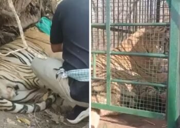 बीजापुर में बाघ का रेस्क्यू ऑपरेशन, शिकारियों पर टाइगर को निशाना बनाने का शक…