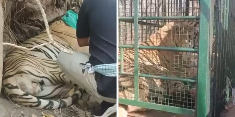 बीजापुर में बाघ का रेस्क्यू ऑपरेशन, शिकारियों पर टाइगर को निशाना बनाने का शक…