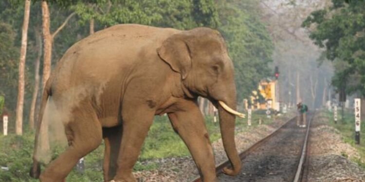 हाथी या अन्य बड़े जानवर के रेलवे ट्रैक के पास आने पर अब AI करेगा सावधान…