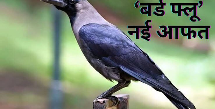 प्रदेश में बर्ड फ्लू आसमान से घर-आंगन में अचानक गिरने लगे कौए, दौड़ पड़ा स्वास्थ्य महकमा…