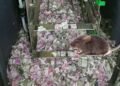 चूहे ने खाए 12 लाख रुपए ATM मशीन के अंदर ही मौत…