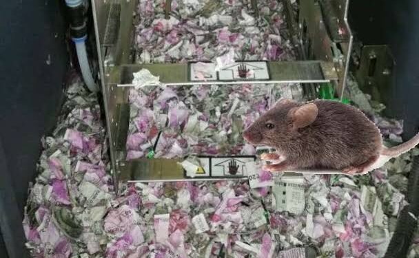 चूहे ने खाए 12 लाख रुपए ATM मशीन के अंदर ही मौत…