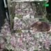 चूहे ने खाए 12 लाख रुपए ATM मशीन के अंदर ही मौत…