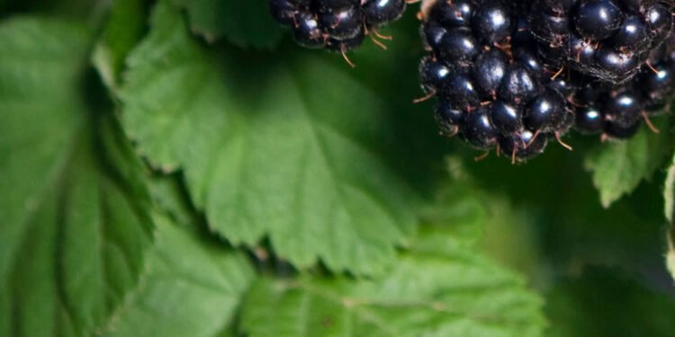 भूलकर भी घर के बाहर न लगाएं ये पौधे, वरना हो जाएगा सर्वनाश…