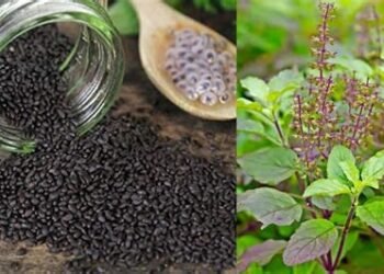 तुलसी के बीज खाने से मिलते हैं ये अनोखे फायदें, जाने क्या है खास…