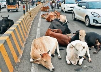 छत्तीसगढ़ में आवारा मवेशियों पर विशेष कार्रवाई शुरू — राज्यभर में एक-महीने का अभियान