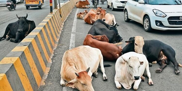 छत्तीसगढ़ में आवारा मवेशियों पर विशेष कार्रवाई शुरू — राज्यभर में एक-महीने का अभियान
