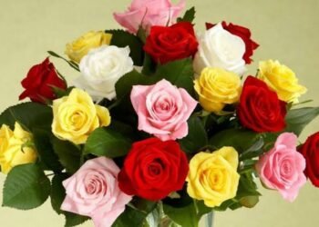 इस Valentine’s Week में रेड पिंक और व्हाइट रोज की ये अहमियत जानिए सबमें छुपी दिल की बात…