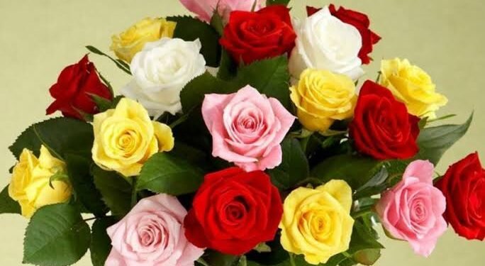 इस Valentine’s Week में रेड पिंक और व्हाइट रोज की ये अहमियत जानिए सबमें छुपी दिल की बात…