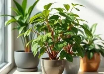 ये चार पौधे बदल देंगे आपकी किस्मत घर की इस दिशा में लगाएं इन्हें…