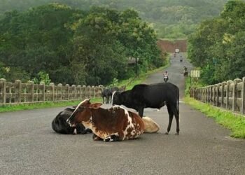 विधानसभा प्रश्नकाल में किसान योजनाओं और गौ संरक्षण पर गरमाई बहस…