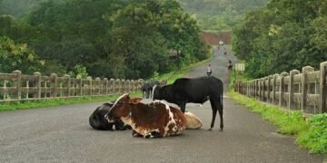 विधानसभा प्रश्नकाल में किसान योजनाओं और गौ संरक्षण पर गरमाई बहस…