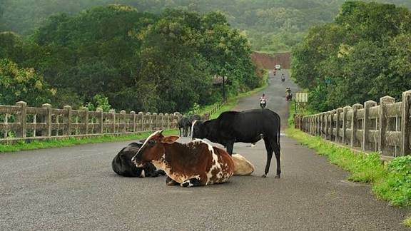 विधानसभा प्रश्नकाल में किसान योजनाओं और गौ संरक्षण पर गरमाई बहस…