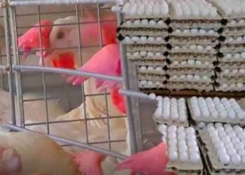 बर्ड फ्लू से बचने के लिए क्या अंडा और चिकन दोनों खाना छोड़ देना चाहिए जान लीजिए…