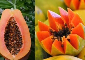 बिना काटे इस तरह करें मीठे पपीते की पहचान, जान लें ये आसान तरीका…