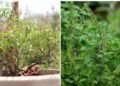 सूखे तुलसी के पौधे को दोबारा हरा-भरा ऐसे करे गार्डनिंग एक्सपर्ट ने बताया फ्री का घरेलू तरीका, देखभाल के दिए टिप्स…