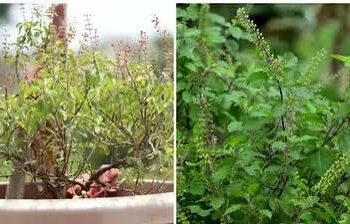 सूखे तुलसी के पौधे को दोबारा हरा-भरा ऐसे करे गार्डनिंग एक्सपर्ट ने बताया फ्री का घरेलू तरीका, देखभाल के दिए टिप्स…