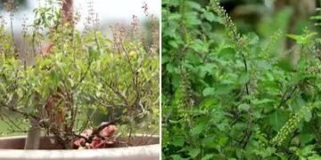 सूखे तुलसी के पौधे को दोबारा हरा-भरा ऐसे करे गार्डनिंग एक्सपर्ट ने बताया फ्री का घरेलू तरीका, देखभाल के दिए टिप्स…