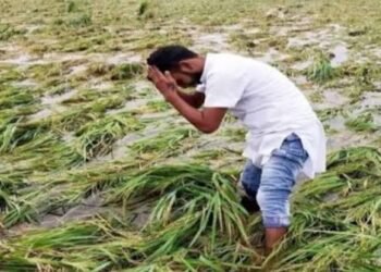 ओलावृष्टि और बारिश से फसलें चौपट यहांके किसानों को बीमा क्लेम के लिए 72 घंटे का अलर्ट..