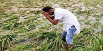 ओलावृष्टि और बारिश से फसलें चौपट यहांके किसानों को बीमा क्लेम के लिए 72 घंटे का अलर्ट..