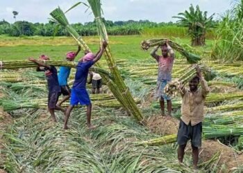 अब गन्ना किसानों को बड़ी राहत, 5.97 करोड़ का भुगतान जारी, यहां देखें पूरी डिटेल…