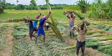 अब गन्ना किसानों को बड़ी राहत, 5.97 करोड़ का भुगतान जारी, यहां देखें पूरी डिटेल…