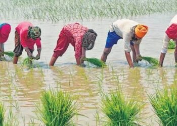 पीएम फसल बीमा योजना बेमौसम बारिश से खराब हुई फसल का ऐसे मिलेगा मुआवजा, जानें यहां से पूरी प्रक्रिया…