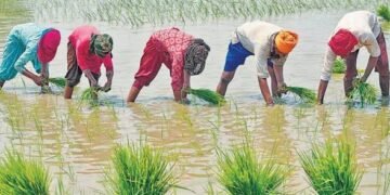 पीएम फसल बीमा योजना बेमौसम बारिश से खराब हुई फसल का ऐसे मिलेगा मुआवजा, जानें यहां से पूरी प्रक्रिया…