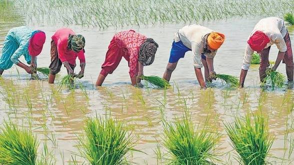 पीएम फसल बीमा योजना बेमौसम बारिश से खराब हुई फसल का ऐसे मिलेगा मुआवजा, जानें यहां से पूरी प्रक्रिया…