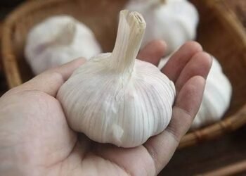 रोजाना लहसुन खाने से हृदय स्वास्थ्य को ये लाभ होते हैं …