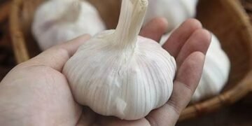 रोजाना लहसुन खाने से हृदय स्वास्थ्य को ये लाभ होते हैं …