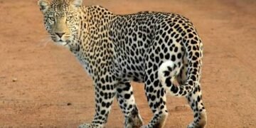 घटारानी में युवक पर तेंदुए का हमला, मादा तेंदुआ दो शावकों के साथ दिखी, इलाके में मची दहशत…