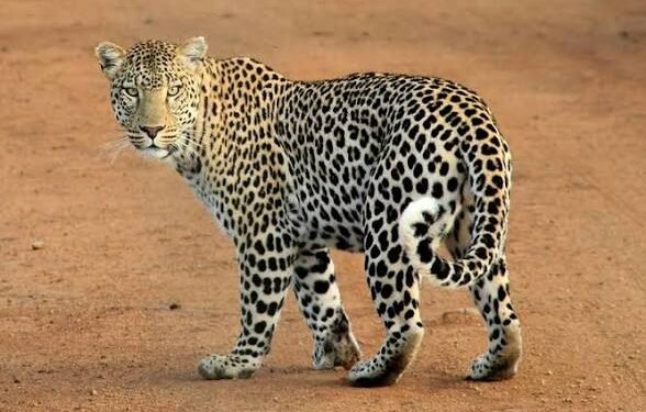 घटारानी में युवक पर तेंदुए का हमला, मादा तेंदुआ दो शावकों के साथ दिखी, इलाके में मची दहशत…