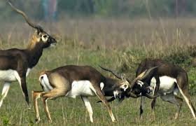 प्रदेश का बरनवापारा अभयारण्य बना विलुप्ति के कगार पर पहुंचे काले हिरणों के पुनर्जीवन का मजबूत उदाहरण…