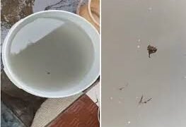 प्रदेश में फिर ‘दूषित पानी’ का कहर जिले में नल से निकले कीड़े, दहशत में लोग…