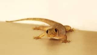 इन जगहों पर छिपकली गिरना माना जाता है शुभ धन लाभ के लिए करें ये उपाय…