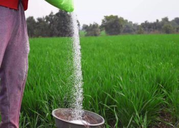 यूरिया का प्रभावी विकल्प बन रही हरी खाद, यहां 600 हेक्टेयर में प्रदर्शन…