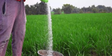 यूरिया का प्रभावी विकल्प बन रही हरी खाद, यहां 600 हेक्टेयर में प्रदर्शन…