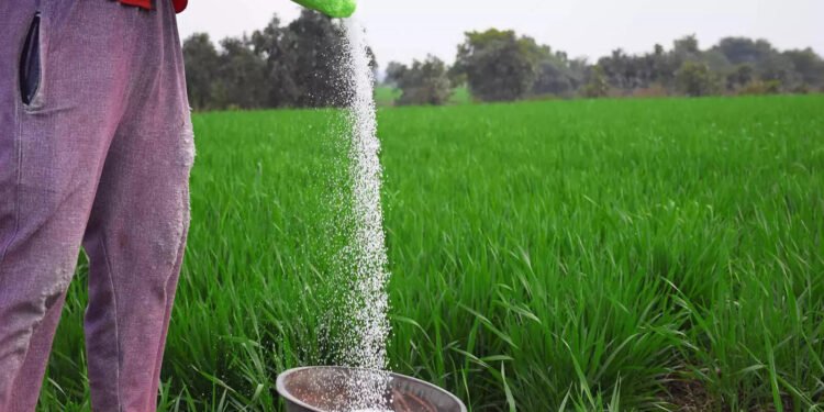 यूरिया का प्रभावी विकल्प बन रही हरी खाद, यहां 600 हेक्टेयर में प्रदर्शन…