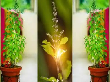 घर में एक से अधिक तुलसी के पौधे रखना शुभ या अशुभ जानिए क्या कहते हैं वास्तु शास्त्र के नियम…